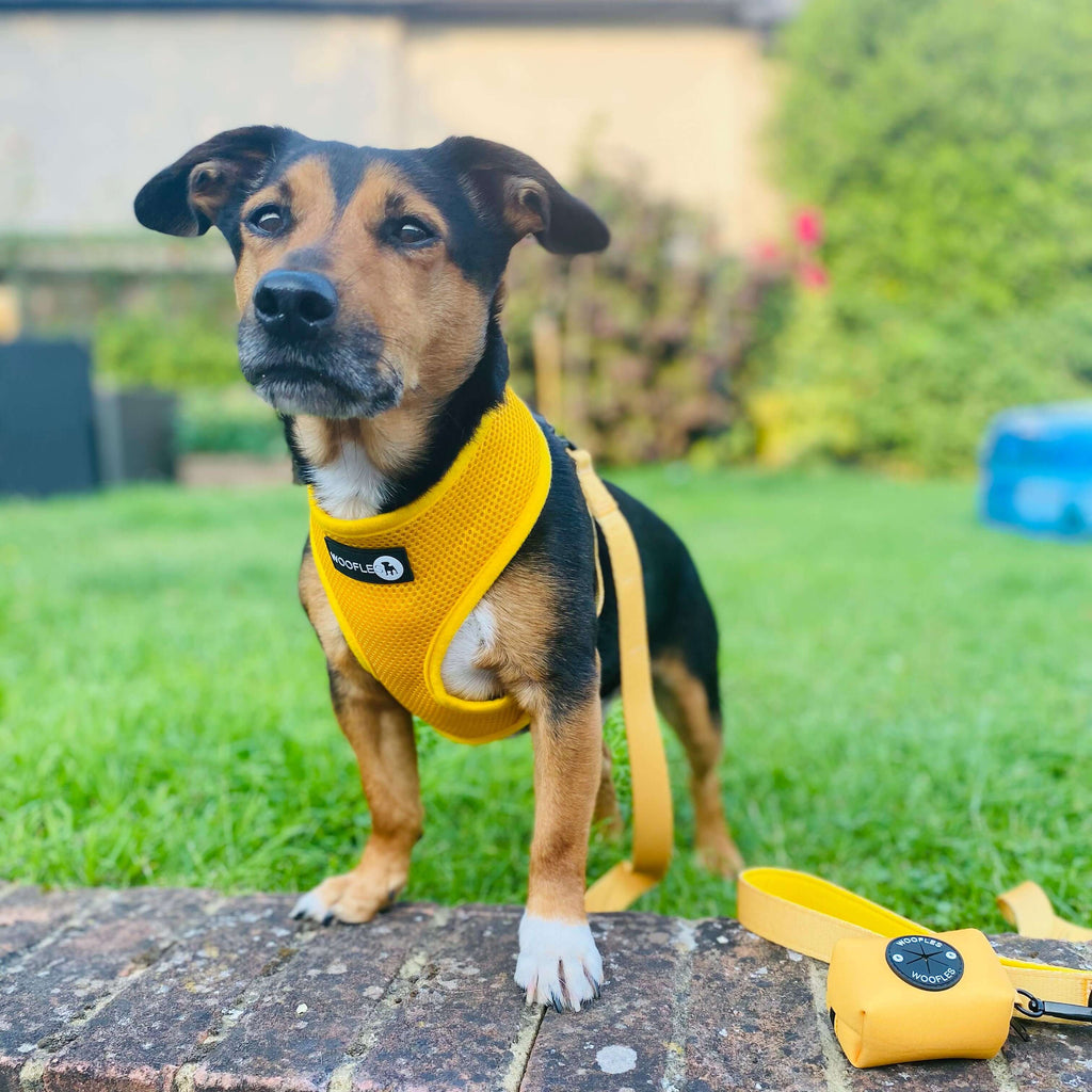 Dual AirMesh Dog Harness - Mustard Yellow