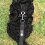 Cockapoo wearing Black Dual AirMesh harness and matching lead
