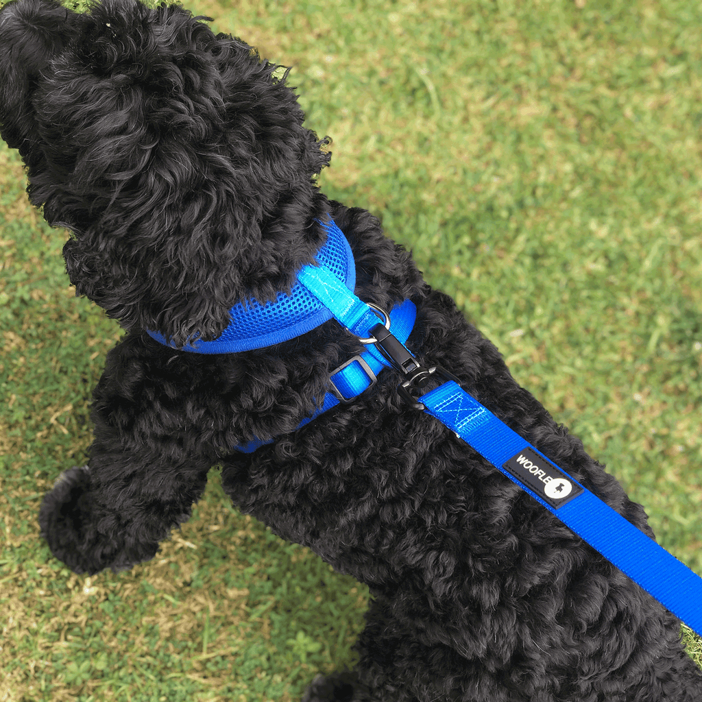 Cockapoo wearing Blue Dual AirMesh harness and matching lead