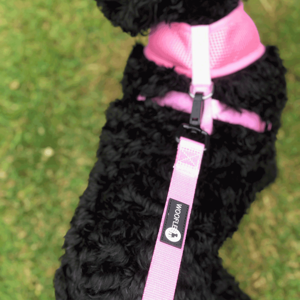 Cockapoo wearing pink Dual AirMesh harness and matching lead