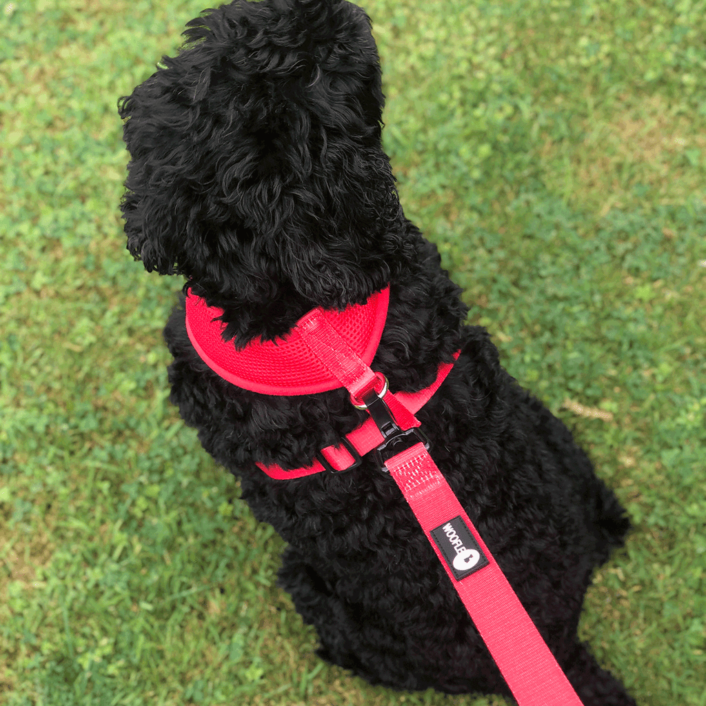 Cockapoo wearing Red Dual AirMesh harness and matching lead